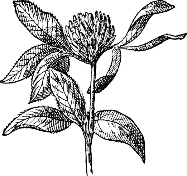 클로버 Trifolium Pratense 빈티지 새겨진 단어와 Larive와 1895의 — 스톡 벡터