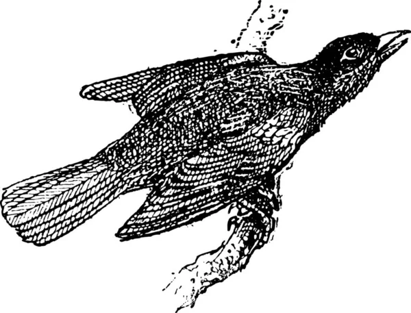 Troupiale Icterus Itterus Illustrazione Incisa Epoca Dizionario Delle Parole Delle — Vettoriale Stock