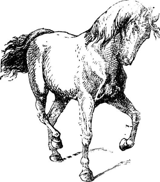 Vector Illustration Horse — Stock Vector