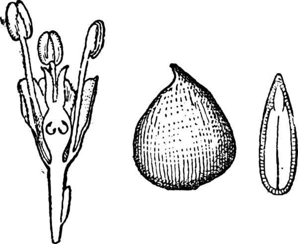Ulmaceae Mit Blütenquerschnitt Links Ganzem Samen Mitte Und Samenquerschnitt Rechts — Stockvektor