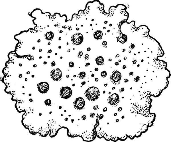 Navel Lichen Або Umbilicaria Vellea Намальована Гравюра Dictionary Words Things — стоковий вектор