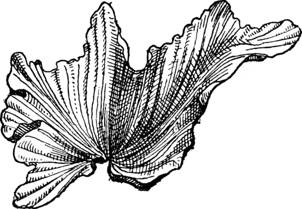Sea Lettuceor Ulva Lactuca Dictionary Words Things Larive Fleury 1895 — стоковий вектор