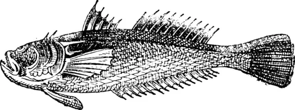 Stargazer Або Uranoscopus Вінтажна Гравюра Dictionary Words Things Larive Fleury — стоковий вектор