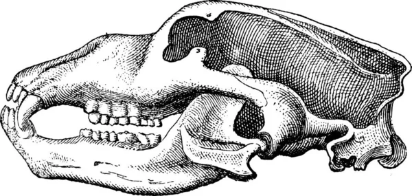 洞窟のクマや Ursus Spelaeus 示す頭蓋骨 ヴィンテージの刻まれた図 辞書の単語と物事を Larive 1895 — ストックベクタ