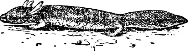 Salamander Oder Urodela Gravierte Illustration Wörterbuch Der Wörter Und Dinge — Stockvektor