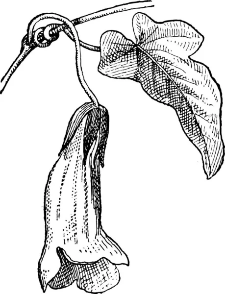 Usteria Usteria 고전적 단어와 사물에 Larive Fleury 1895 — 스톡 벡터