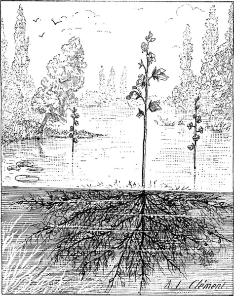 Bladderworts 植物复古刻的插图 单词和事 Larive 和弗洛瑞 1895年的字典 — 图库矢量图片