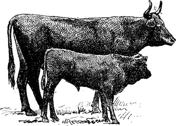 Race Bovine Auvergnate Illustration Gravée Vintage Dictionnaire Des Mots Des — Image vectorielle