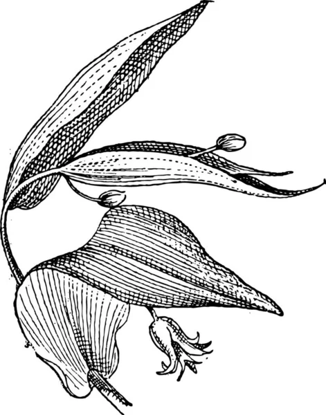 Uvularia Bellwort Bellfowers Merrybells 빈티지 새겨진 단어와 Larive와 1895의 — 스톡 벡터