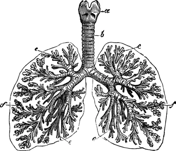 Lungs Man Vintage Engraving Old Engraved Illustration Lungs Man Structure — Stock Vector