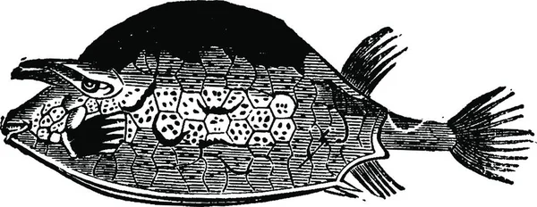 Ini Adalah Ilustrasi Dari Ikan Bajak Laut Stok Vektor