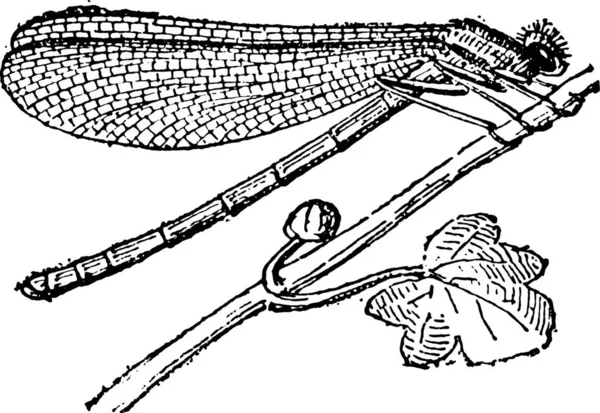 Ini Adalah Ilustrasi Gambar Garis Vintage Dari Perahu Nelayan Stok Ilustrasi 