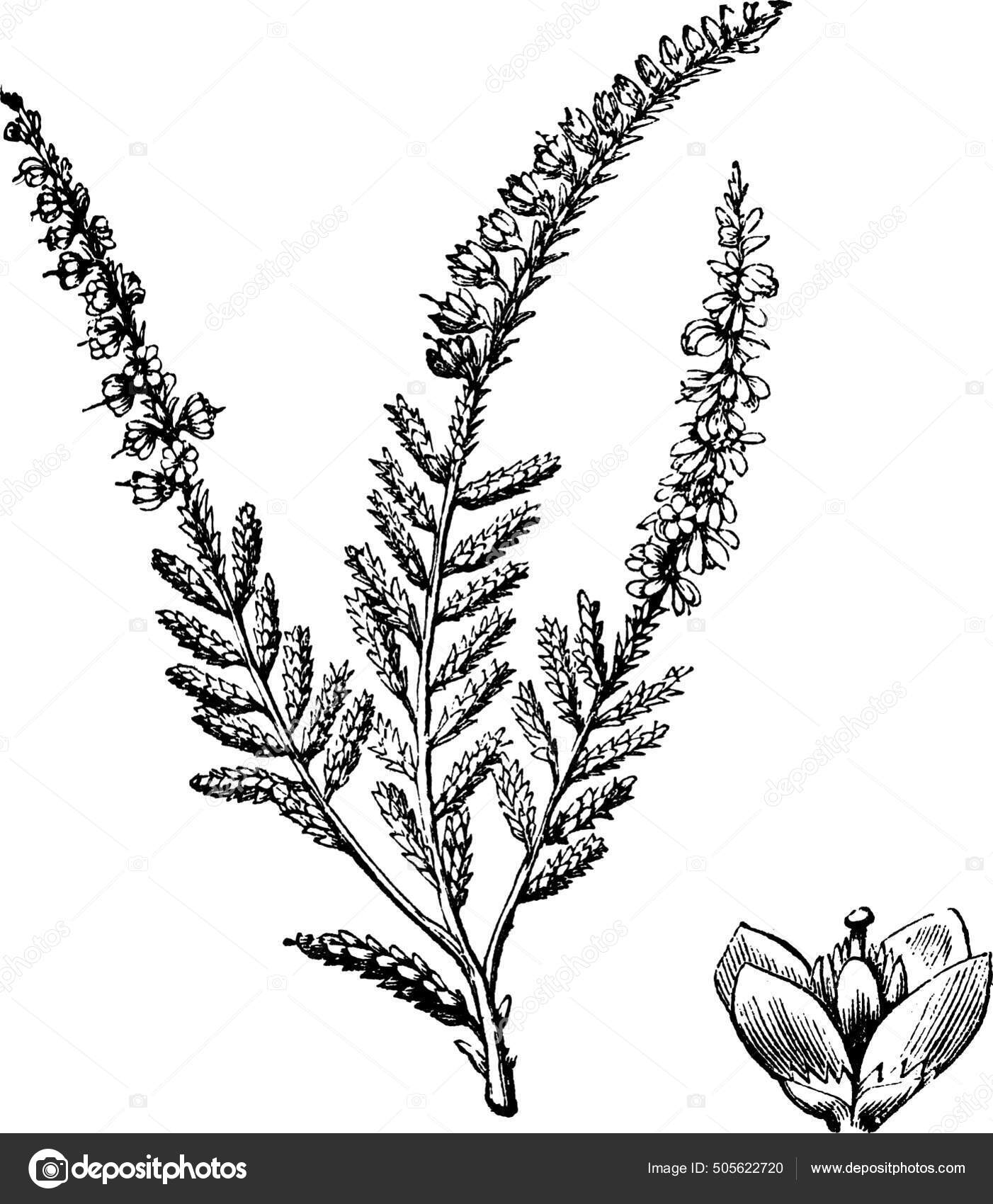 Calluna vulgaris, Ling, Erica, Heather. Floral background