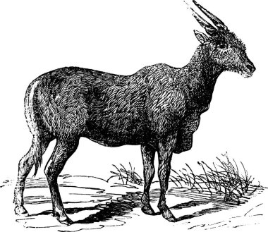Oreas Canna, Eland or South African antelope vintage engraving. Old engraved illustration of African antelope. clipart
