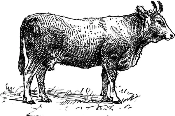 Limousine Viehzucht Jahrgang Gravierte Illustration Wörterbuch Der Wörter Und Dinge — Stockvektor