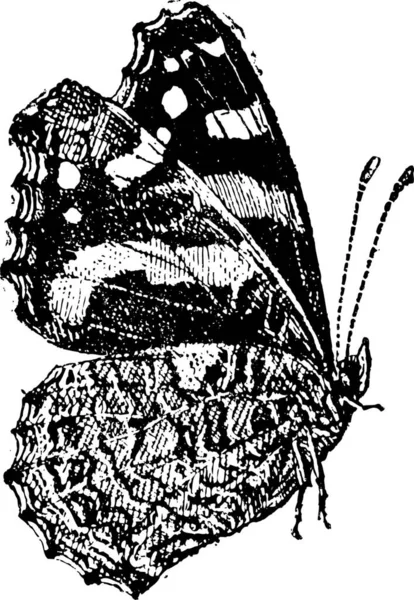 Nummervlinder Vanessa Atalanta Een Kleurrijke Vlinder Vintage Gegraveerd Illustratie Woordenboek — Stockvector