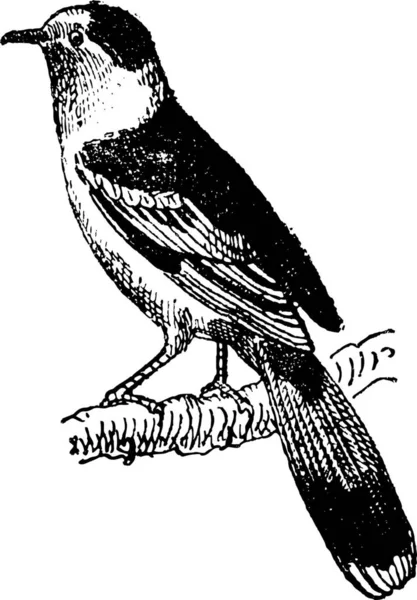 Vanga Passerine Bird Vintage Engraved Illustration Dictionary Words Things Larive — Stock Vector