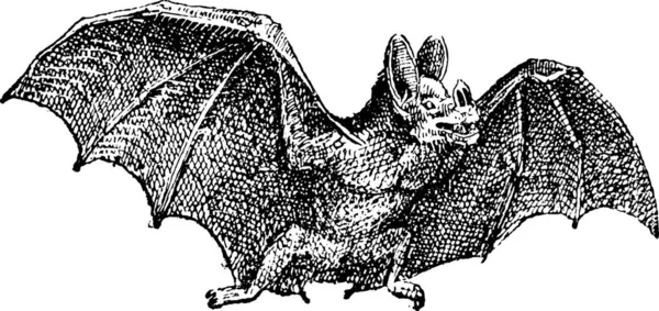 Vampir Phyllostoma Spektrum Vintage Gravierte Illustration Wörterbuch Der Wörter Und — Stockvektor