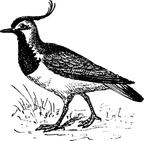 Vanellinae Cresta Lapwing Ilustración Grabada Vintage Diccionario Palabras Cosas Larive — Archivo Imágenes Vectoriales