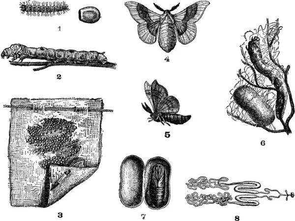 蚕或家蚕森喜朗显示生命周期阶段 复古刻的插图 单词和事 Larive 和弗洛瑞 1895年的字典 — 图库矢量图片