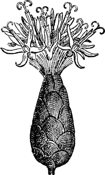 Eisenweed Oder Vernonia Mit Blumen Gravierte Illustration Wörterbuch Der Wörter — Stockvektor