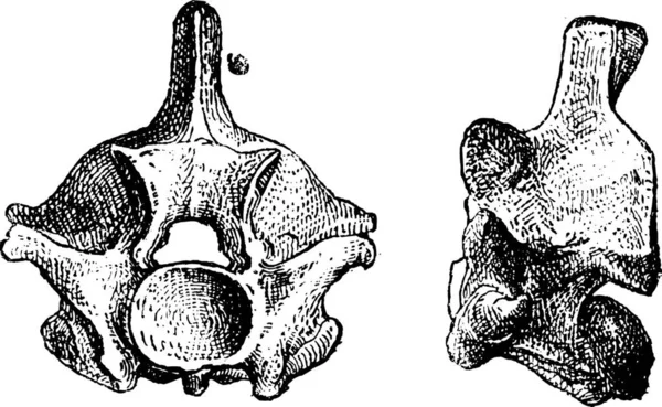 Reptilienwirbel Zeigt Frontansicht Links Und Seitenansicht Rechts Vintage Gravierte Illustration — Stockvektor