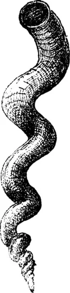 ワームは カタツムリや Petaloconchus Adansoni ヴィンテージの刻まれた図 辞書の単語と物事を Larive 1895 — ストックベクタ