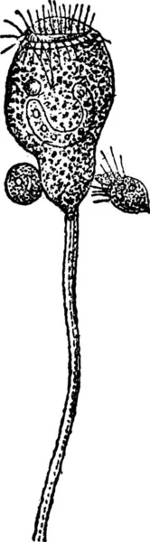 Vorticella Vorticella Винтажная Гравированная Иллюстрация Словарь Слов Вещей Ларив Флери — стоковый вектор