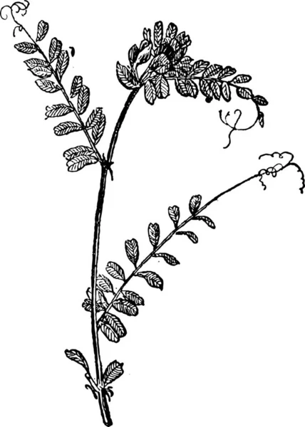 Common Vetch Vicia Sativa Illustration Gravée Vintage Dictionnaire Des Mots — Image vectorielle