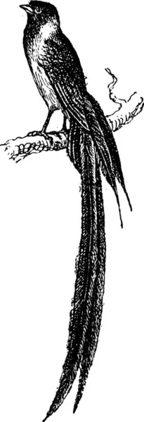 未亡人鳥またはテンニンチョウ属 ヴィンテージの刻まれた図の枝に腰掛け 辞書の単語と物事を Larive 1895 — ストックベクタ