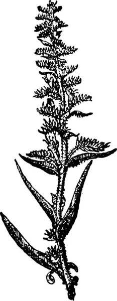 Echium Vulgare或Viper的Bugloss或Blueweed 老式雕刻插图 词汇和事物词典 拉里夫和弗洛里 1895年 — 图库矢量图片