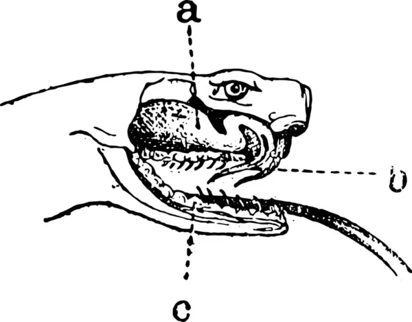 바이퍼 Viper 바이퍼 Viperidae 고전적 단어와 사물에 Larive Fleury 1895 — 스톡 벡터