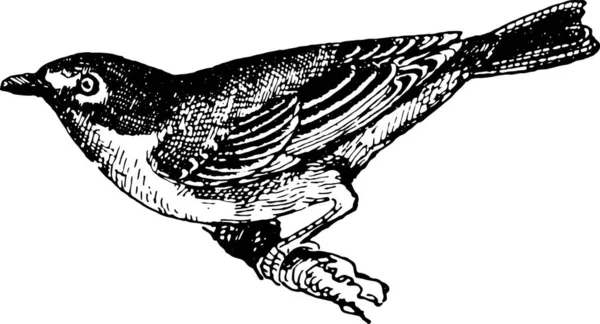 Этой Иллюстрации Изображена Птица — стоковый вектор