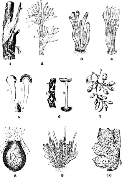 藤本植物的病害 古老的雕刻图解 词汇和事物词典 拉里夫和弗洛里 1895年 — 图库矢量图片