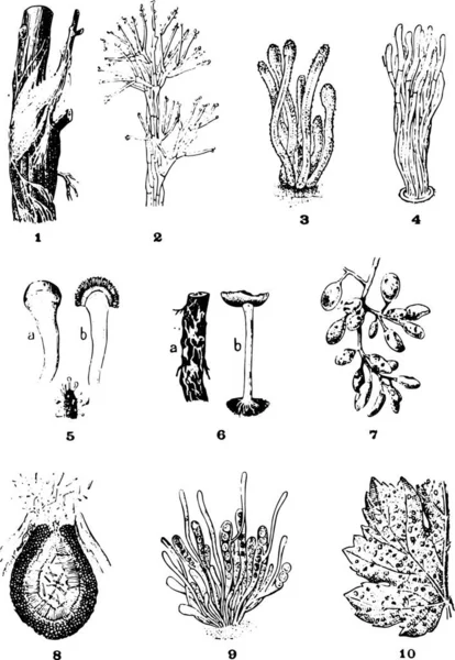 Krankheiten Der Reben Gravierte Illustration Des Jahrgangs Wörterbuch Der Wörter — Stockvektor