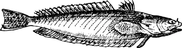 Trachinus Draco Atau Greater Weever Ukiran Ilustrasi Vintage Kamus Kata - Stok Vektor