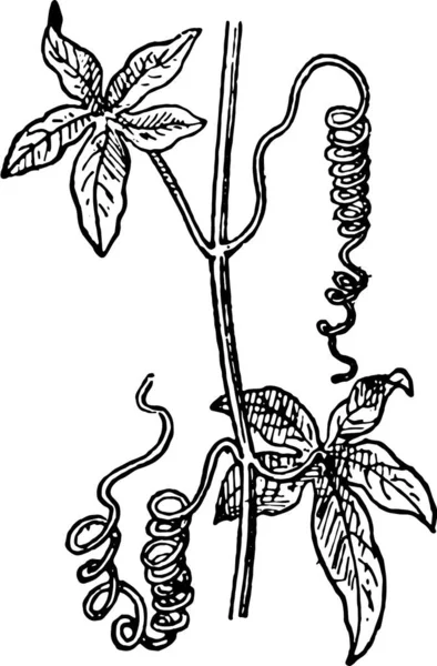 Tendrils Bunga Passionflower Atau Passiflora Passion Vines Ilustrasi Ukiran Vintage - Stok Vektor