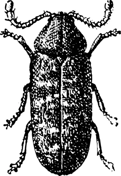 Käfer Anobium Tessellatum Gravierte Illustration Wörterbuch Der Wörter Und Dinge — Stockvektor