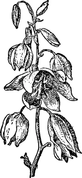 尤卡巴卡塔或Datil Yucca或Banana Yucca 古老的雕刻插图 词汇和事物词典 拉里夫和弗洛里 1895年 — 图库矢量图片