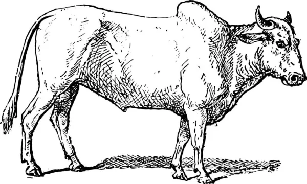 Zebu Humped Sığırları Brahman Sığırları Eski Oyma Resimler Kelime Eşyaların — Stok Vektör