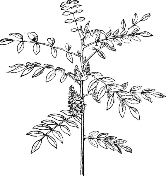 Oude Gegraveerd Illustratie Van Ware Indigo Indigoplant Tinctoria Geïsoleerd Een — Stockvector