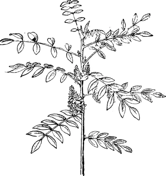 Gamla Graverade Illustration Äkta Indigo Eller Indigofera Tinctoria Isolerad Vit — Stock vektor