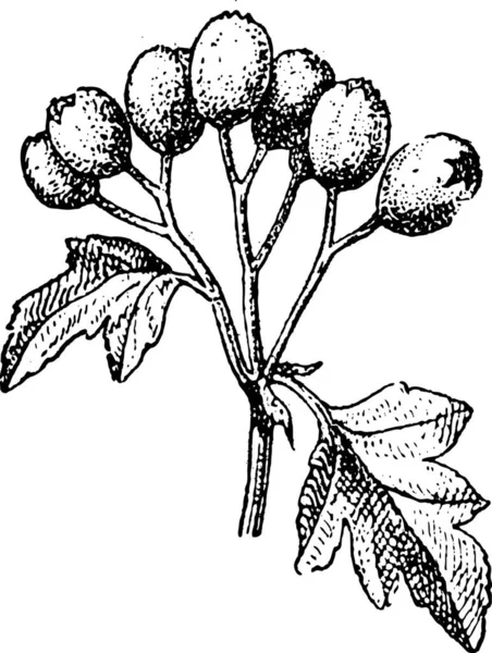 Oude Gegraveerde Illustratie Van Meidoorn Crataegus Monogyna Meidoorn Meidoorn Meidoorn — Stockvector