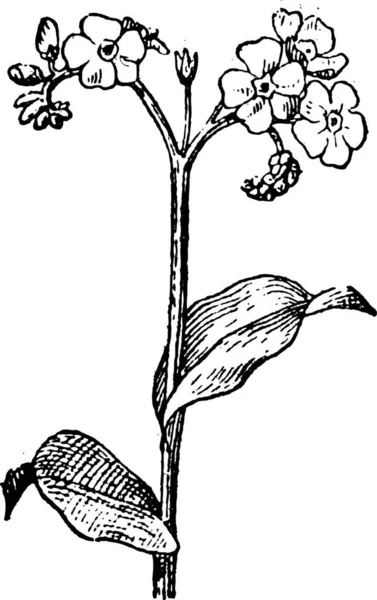 Staré Vyryto Ilustrace Pomněnka Nebo Myosotis Izolovaných Bílém Pozadí Slovník — Stockový vektor