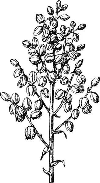 Ilustração Gravada Velha Yucca Chaparral Yucca Comum Whipplei Hesperoyucca Whipplei —  Vetores de Stock