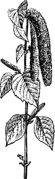 Дерево Берези Vintage Вигравірувані Ілюстрації Словник Слів Речей Larive Флері — стоковий вектор