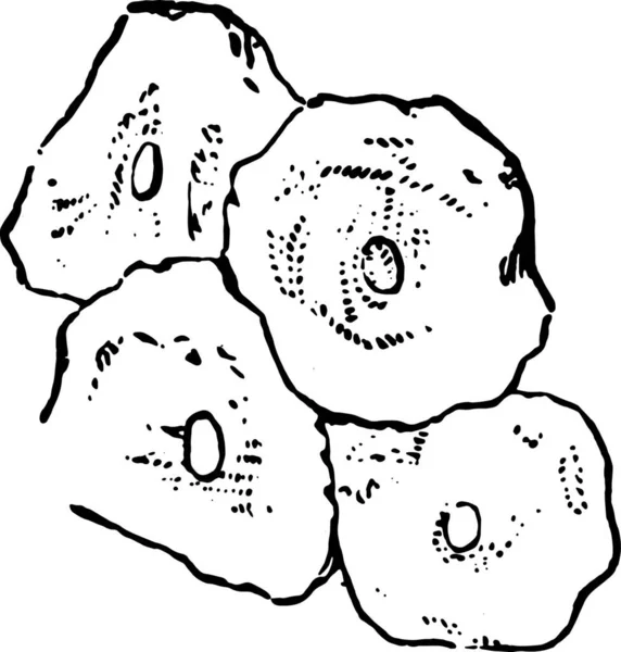 Illustration Vectorielle Escargot Dessin Animé — Image vectorielle