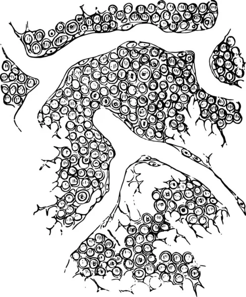 Векторна Ілюстрація Красивого Квіткового Фону — стоковий вектор