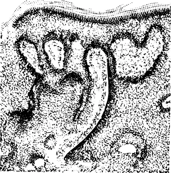 Papilloma Vintage Gravierte Illustration — Stockvektor