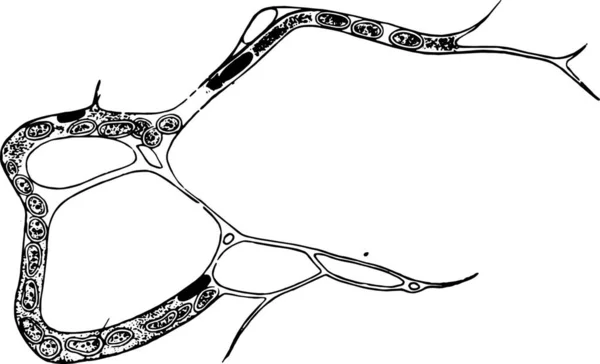 胚胎组织中毛细血管的形成 复古刻插图 — 图库矢量图片
